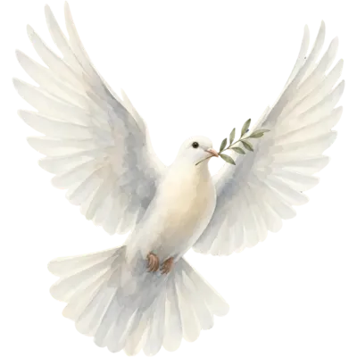 Dove Accent